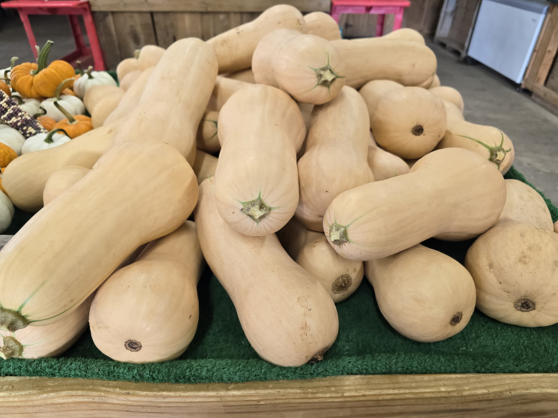 fall squash